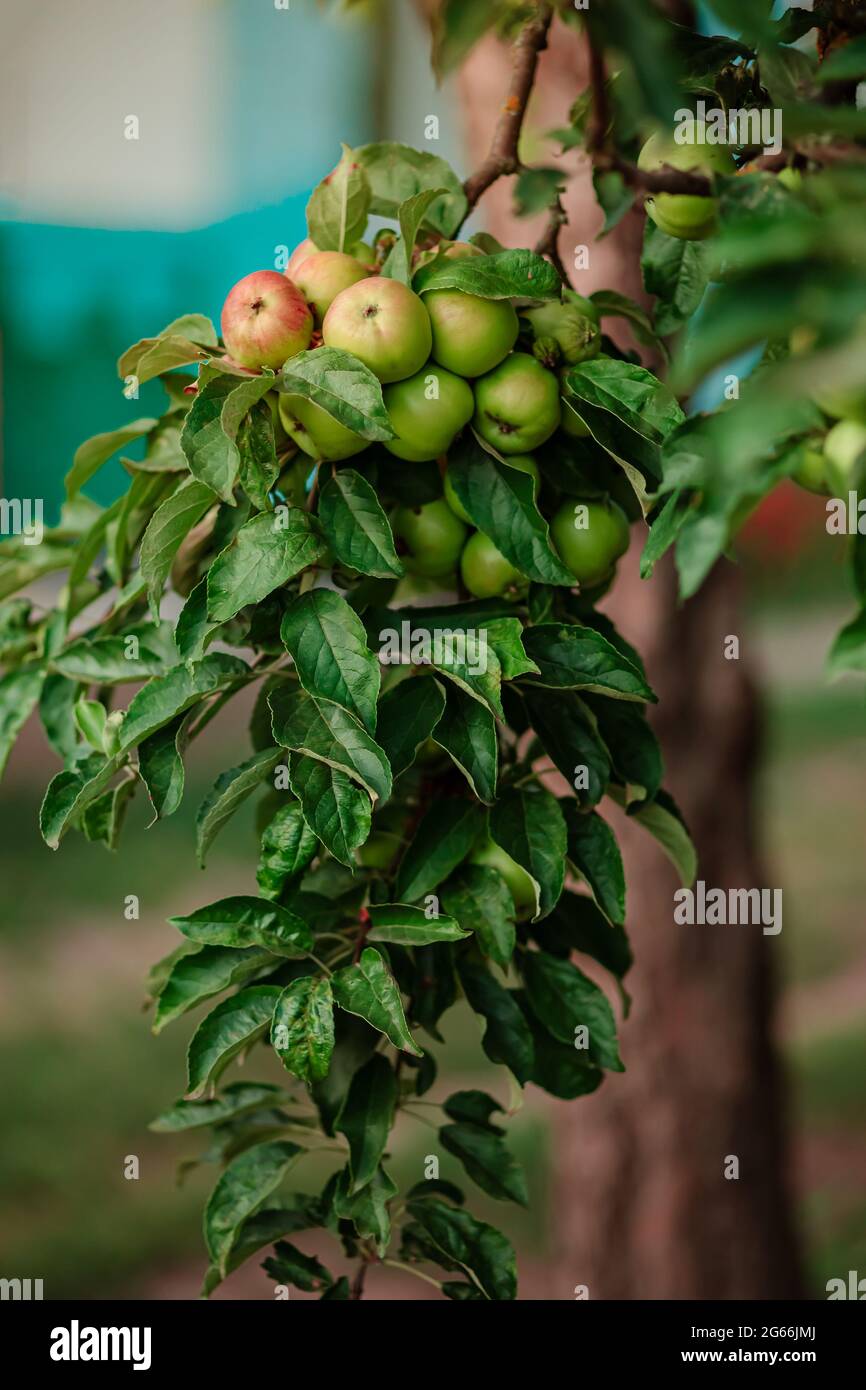 Young apples on a tree in the garden. Growing organic fruits on the ...