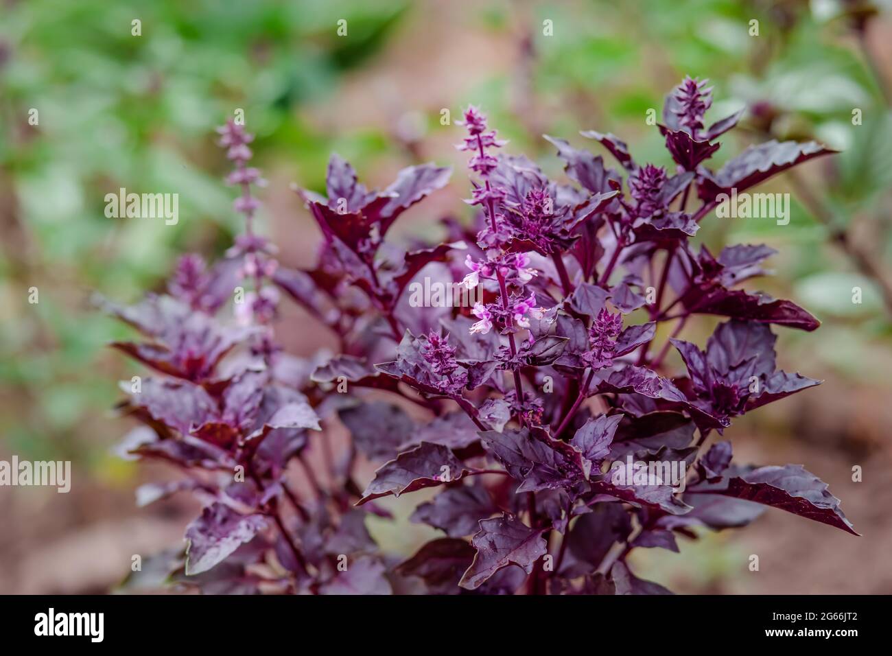 Green and purple field basil with stems, leaves. Fresh herbs for spices