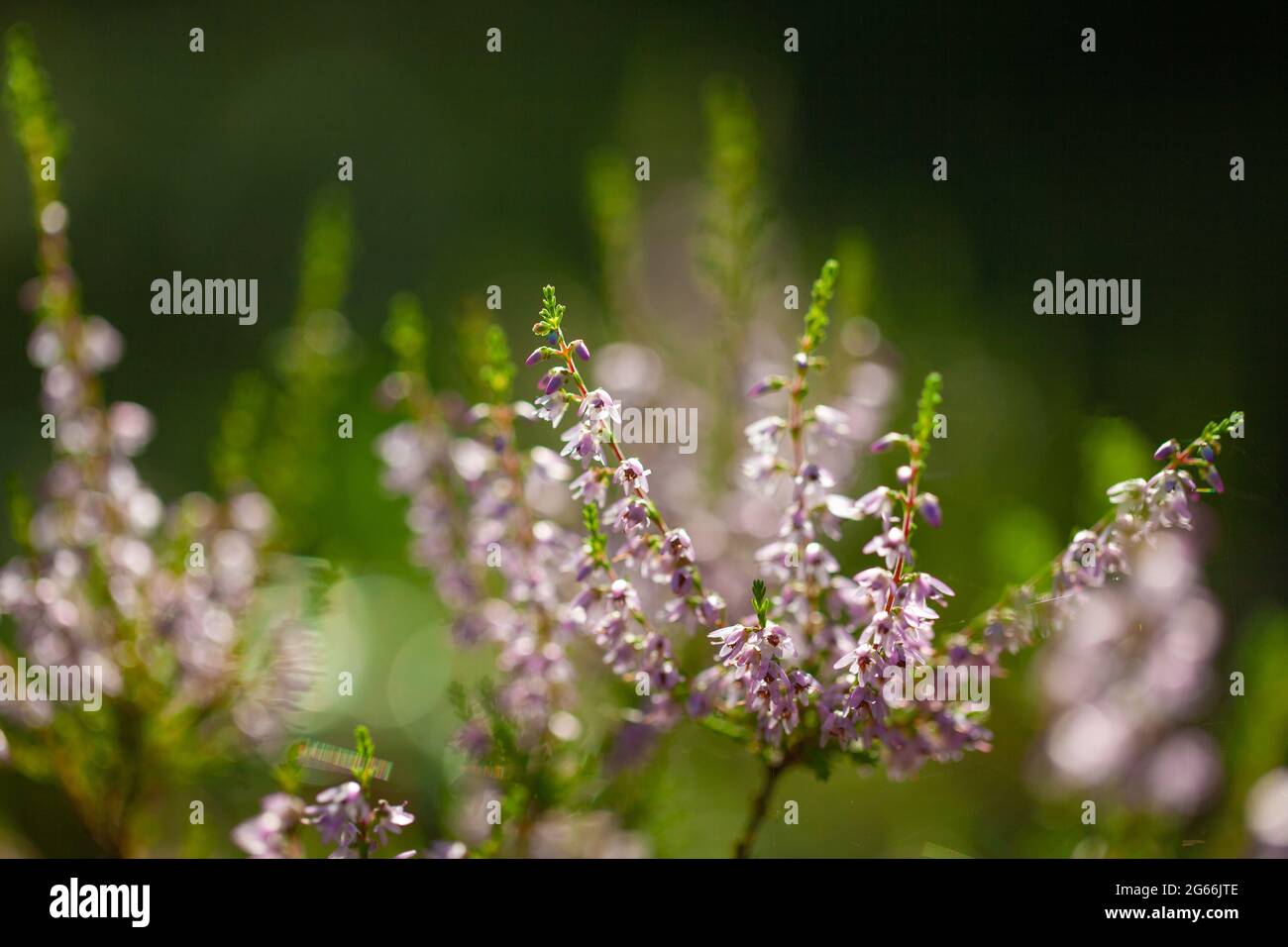Blooming wild purple common heather Calluna vulgaris. Nature floral blossom flowers background Stock Photo