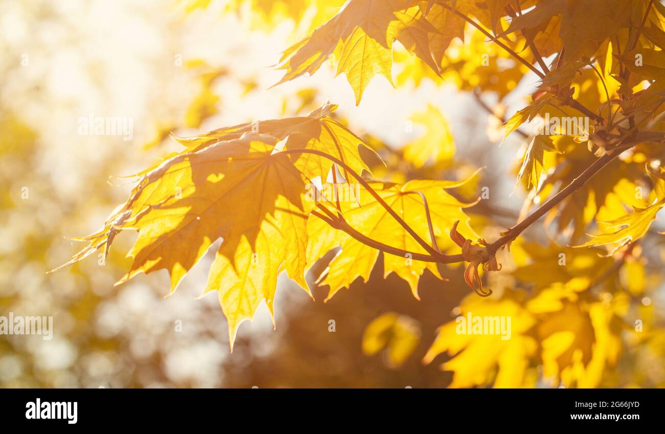 Golden yellow orange maple hi-res stock photography and images - Alamy