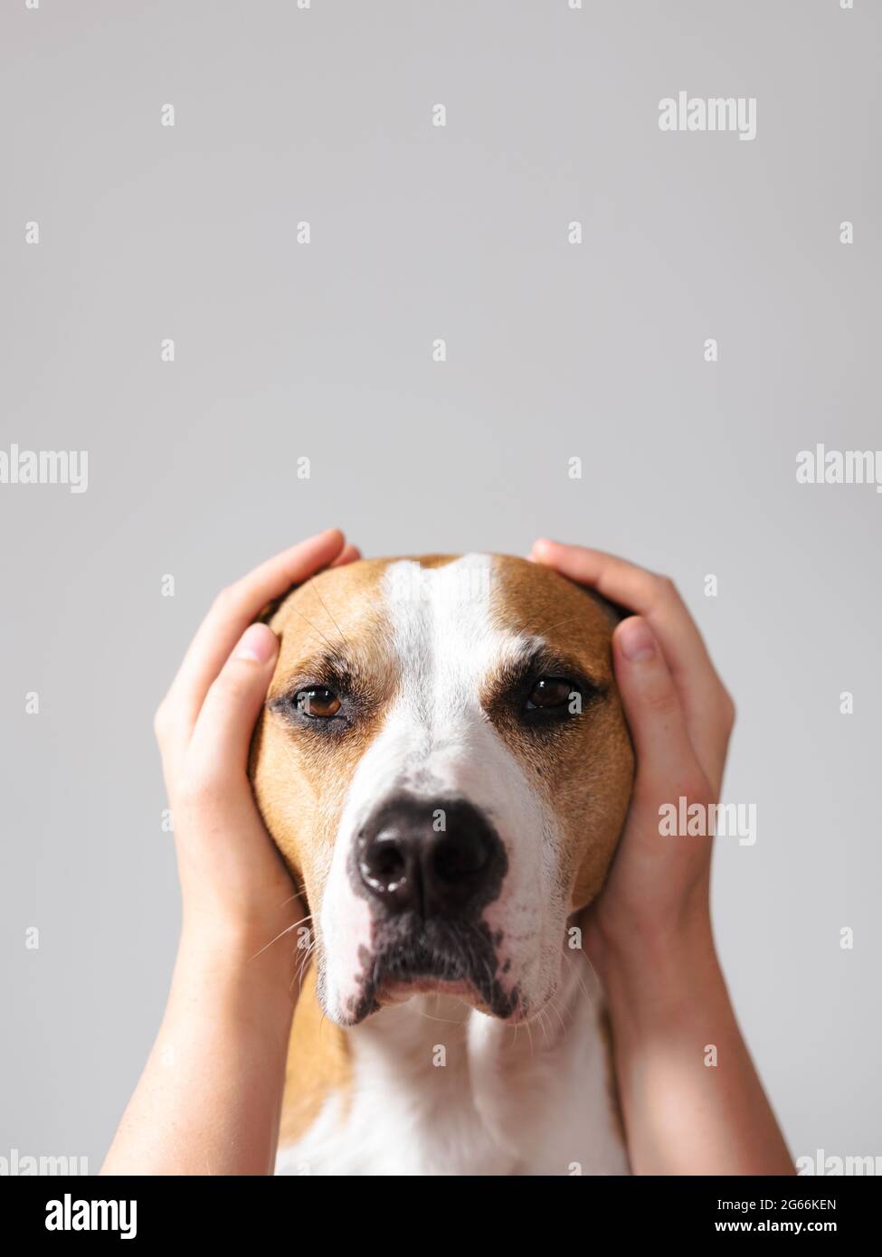 Portrait of a dog with ears covered up with human hands. Scared, frightened pets on holidays and July 4th Stock Photo