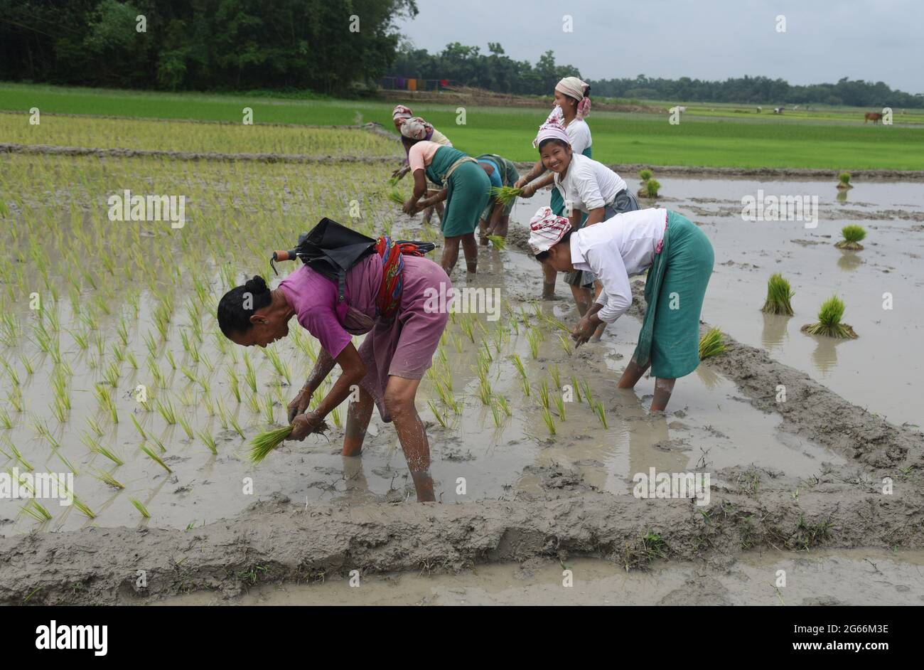 Guwahati, Guwahati, India. 3rd July, 2021. Indian Bodo tribal women plant paddy saplings at Santipur village in Baksa district of Assam India on Saturday 3rd July 2021.The rice cultivation season begun in Assam state from June till August Credit: Dasarath Deka/ZUMA Wire/Alamy Live News Stock Photo