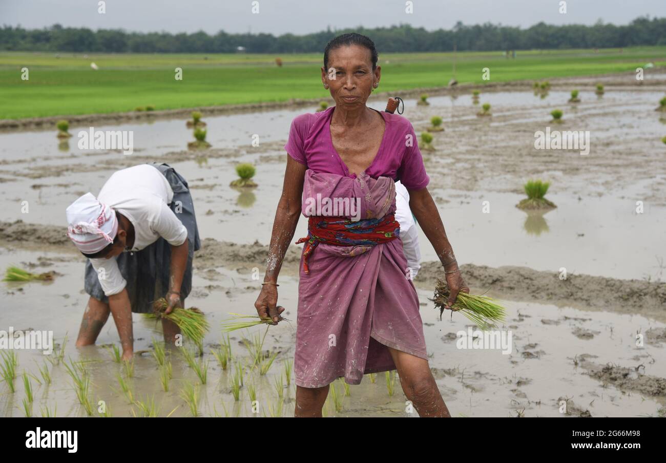 Guwahati, Guwahati, India. 3rd July, 2021. Indian Bodo tribal women plant paddy saplings at Santipur village in Baksa district of Assam India on Saturday 3rd July 2021.The rice cultivation season begun in Assam state from June till August Credit: Dasarath Deka/ZUMA Wire/Alamy Live News Stock Photo