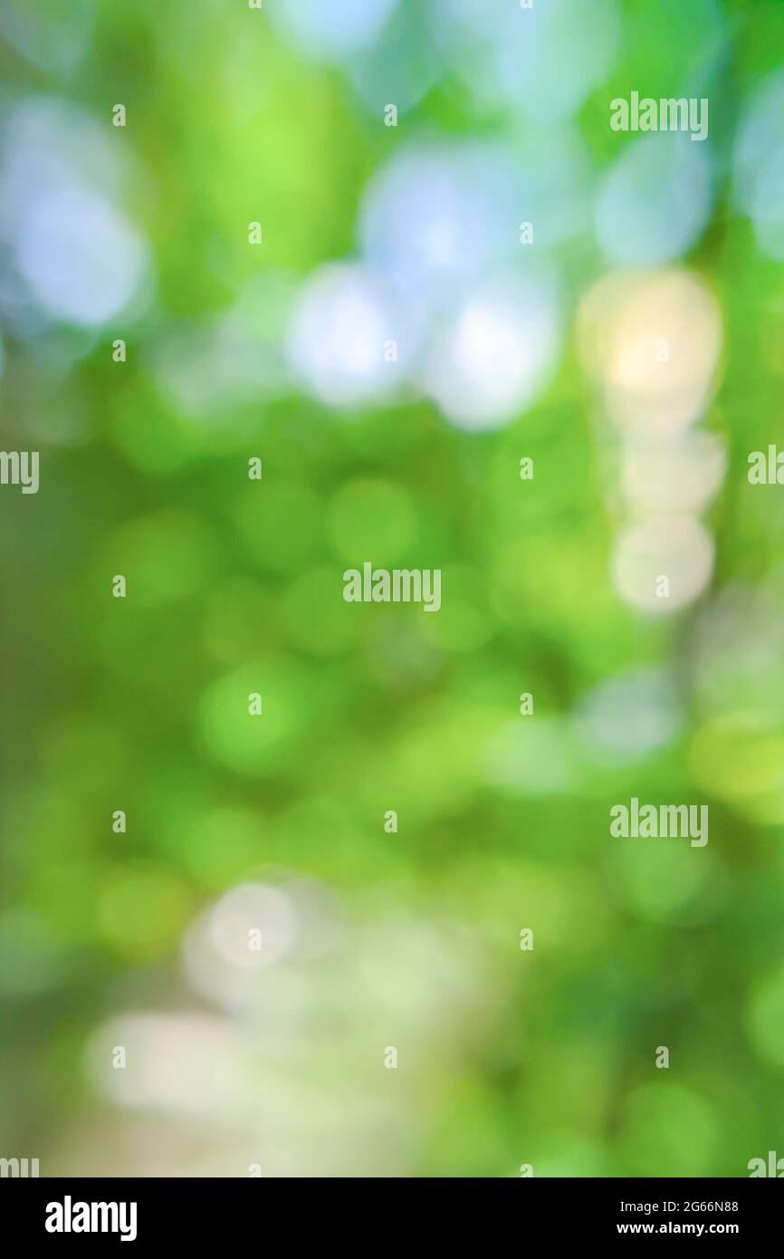 Abstract green bokeh background. Blurred image of natural background with plants and bokeh light. Vertical Stock Photo