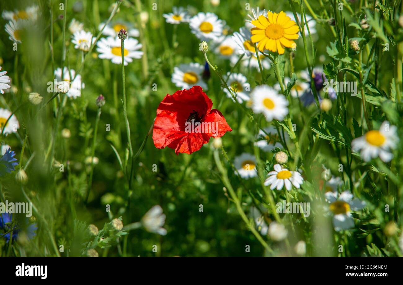 Wild red poppy amoungst other wild flowers Stock Photo
