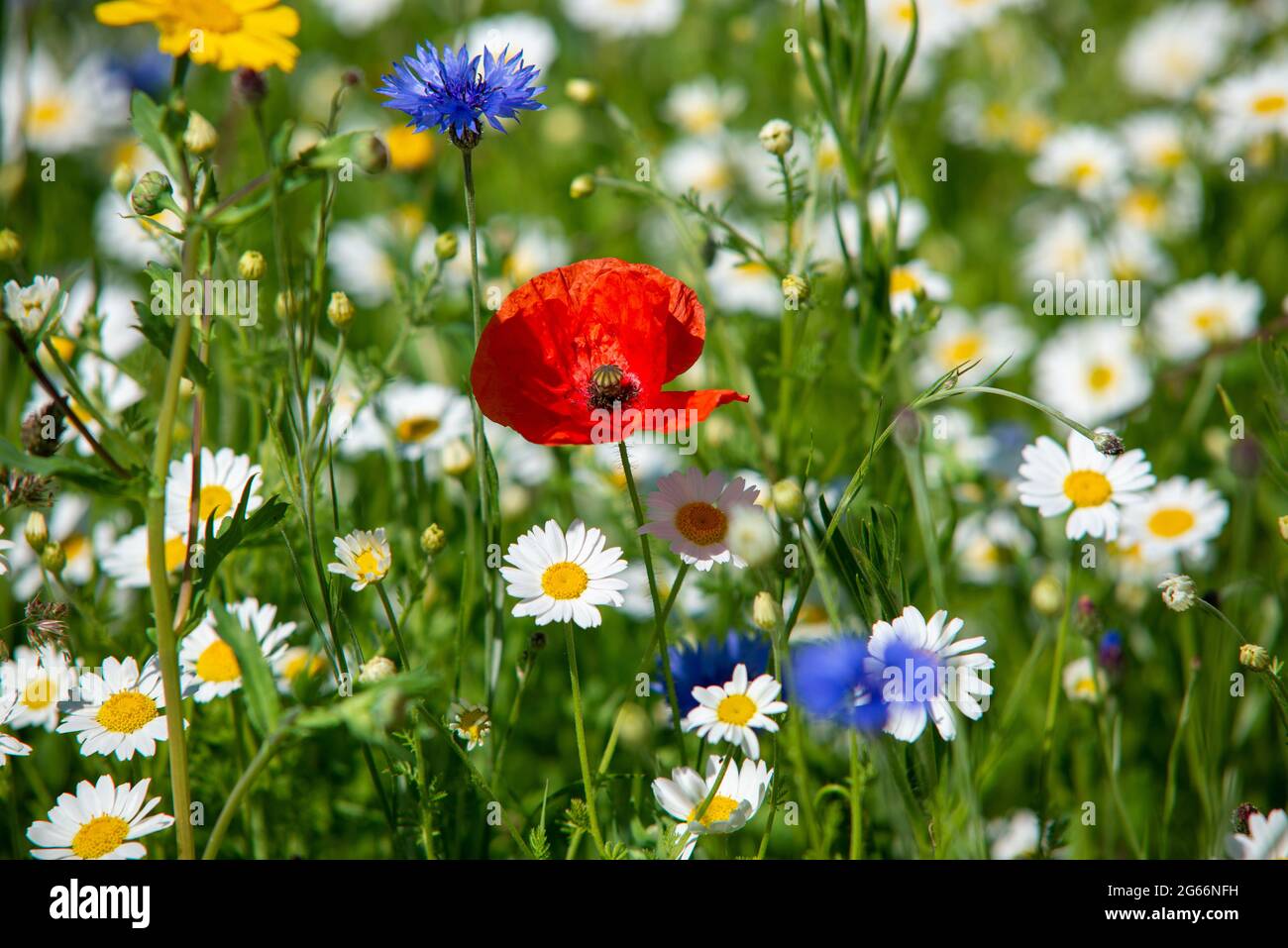 Wild red poppy amoungst other wild flowers Stock Photo