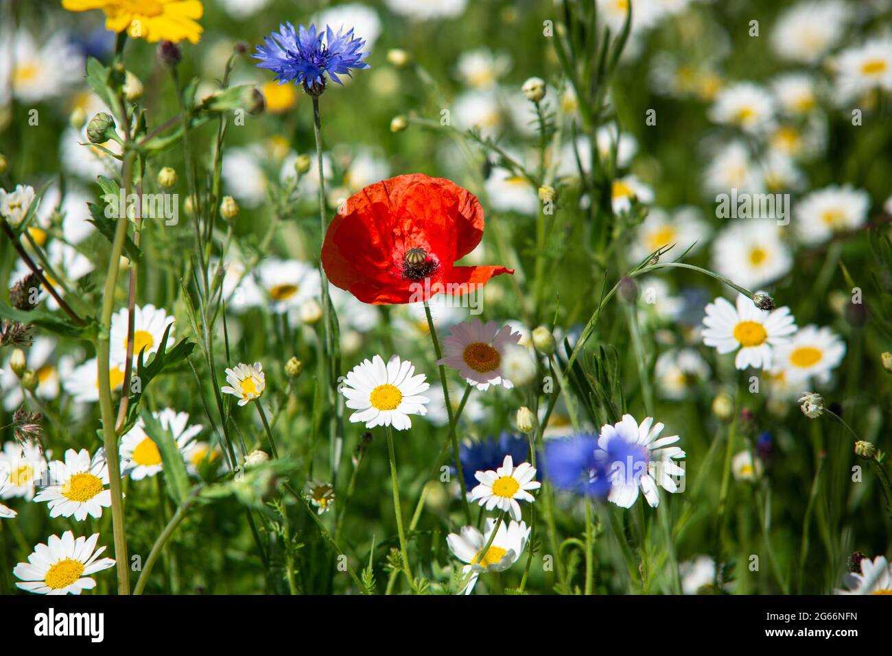 Wild red poppy amoungst other wild flowers Stock Photo