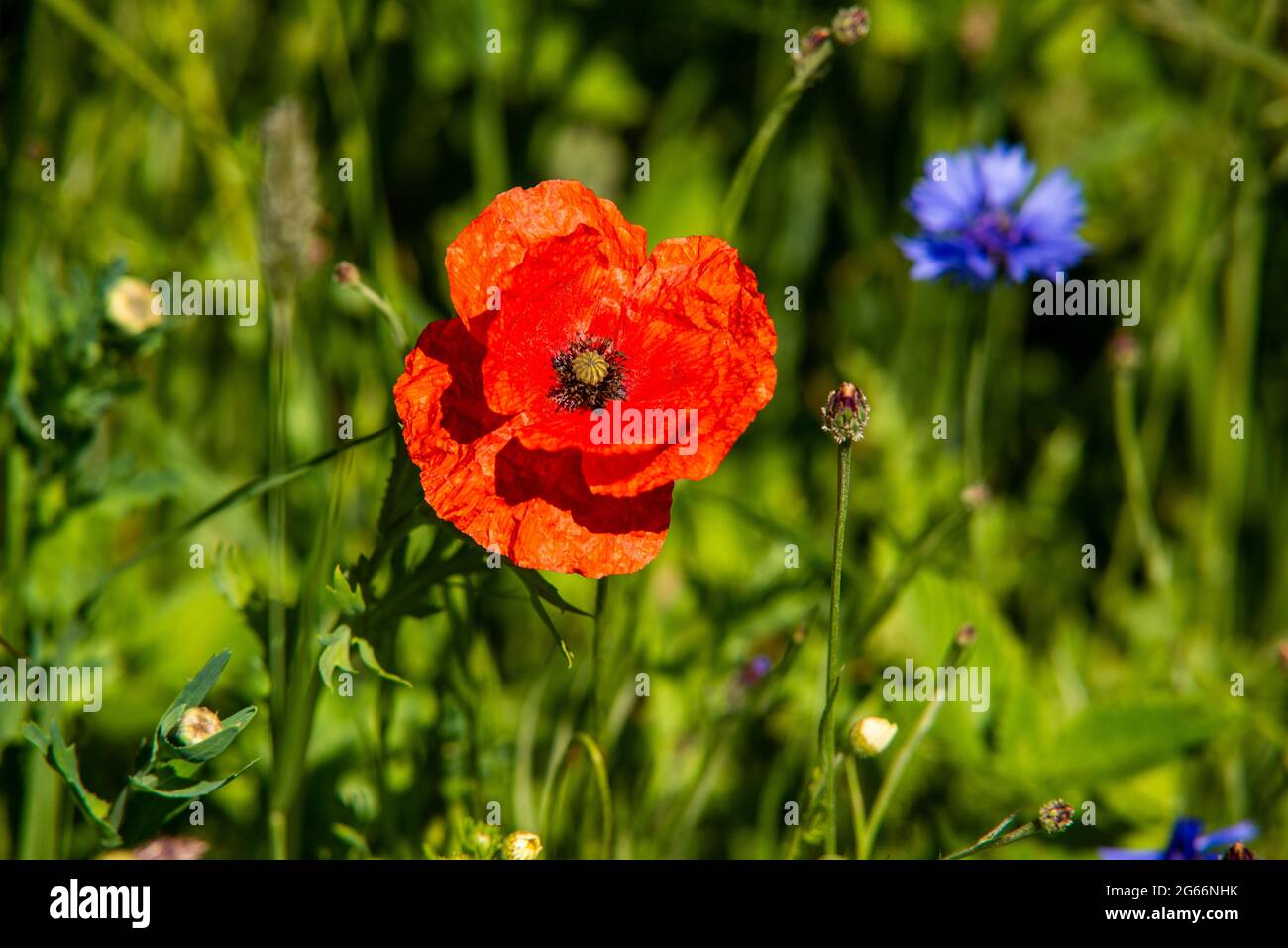 Wild red poppy amoungst other wild flowers Stock Photo