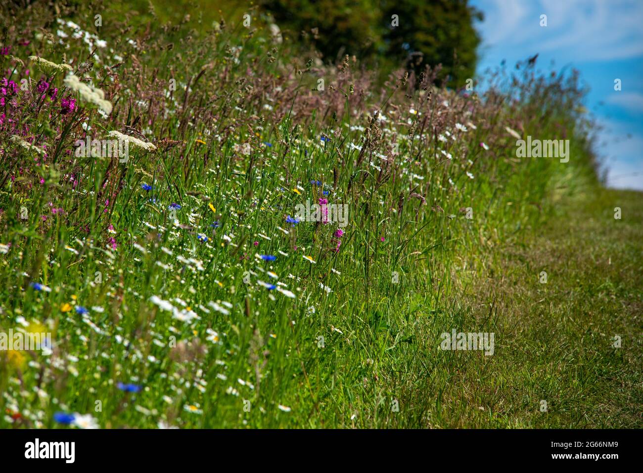 Wild flower verge in south east Scotland Stock Photo