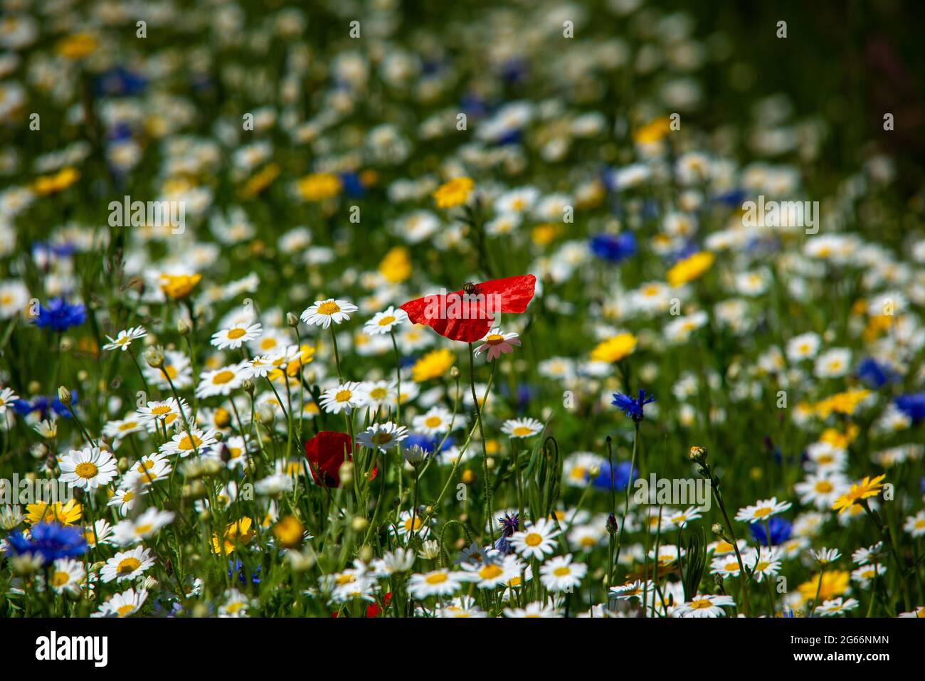 Wild flowers including poppy, cornflower and daisy growing in the Scottish Borders. Stock Photo