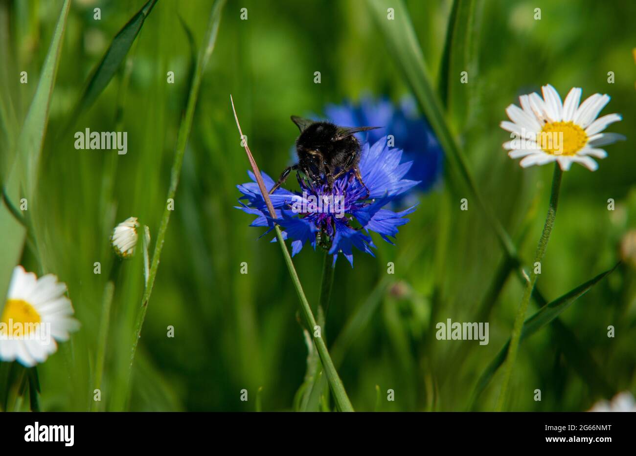 Cornflower and bumblebee Stock Photo