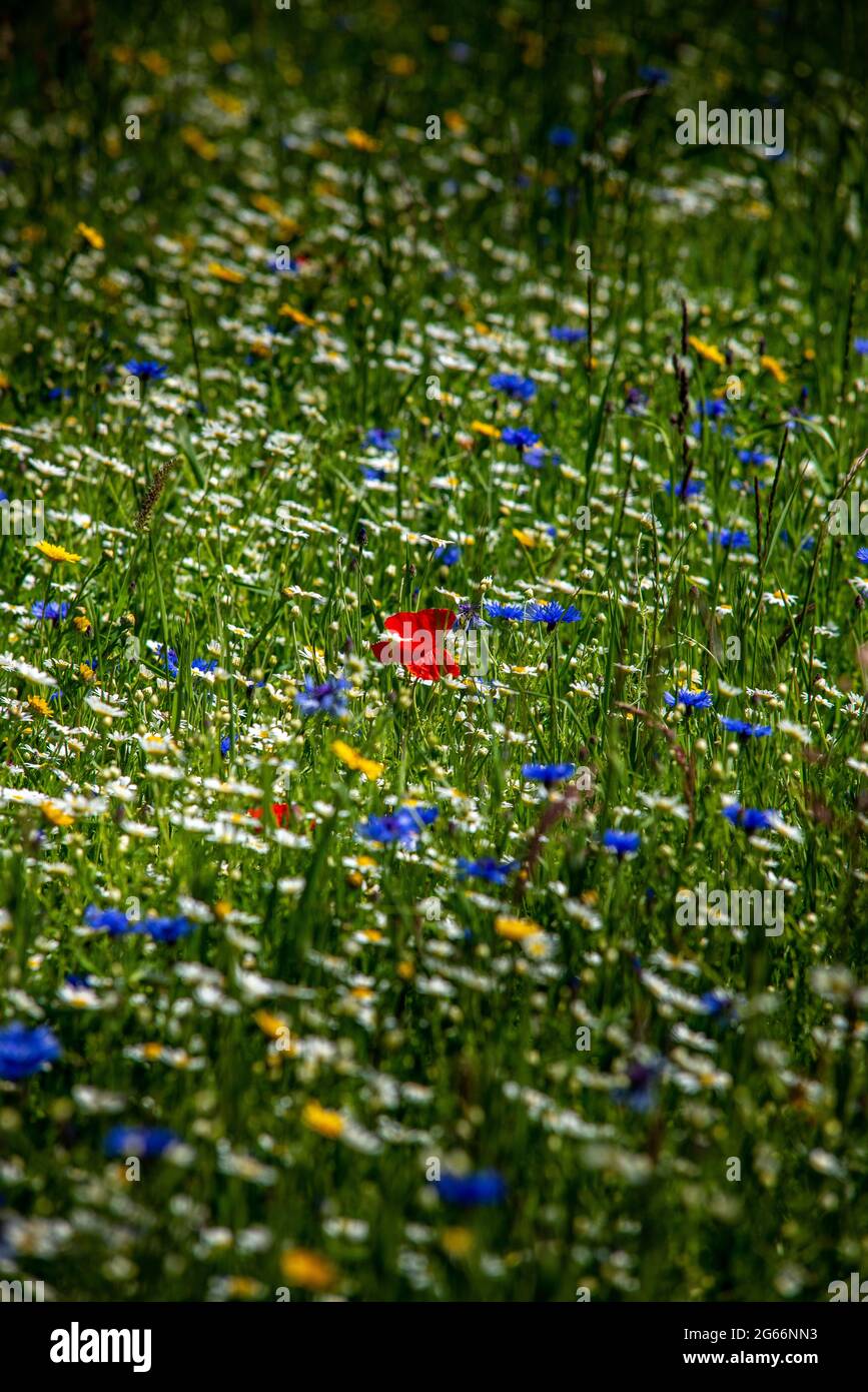 Wild flowers including poppy, cornflower and daisy growing in the Scottish Borders. Stock Photo