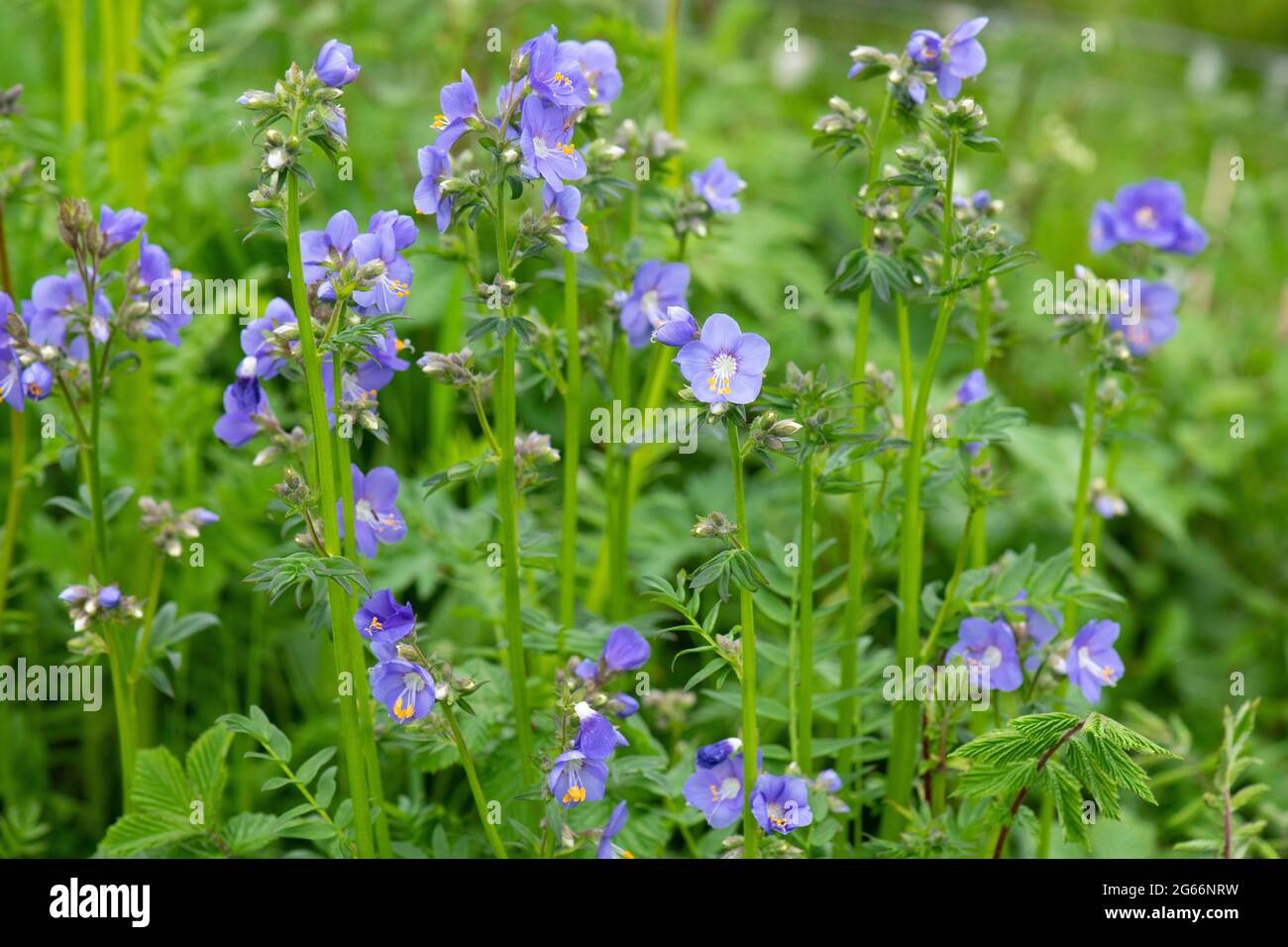 Jacob's ladder plant flowers in Scottish hedgerow - probably a garden escapee Stock Photo