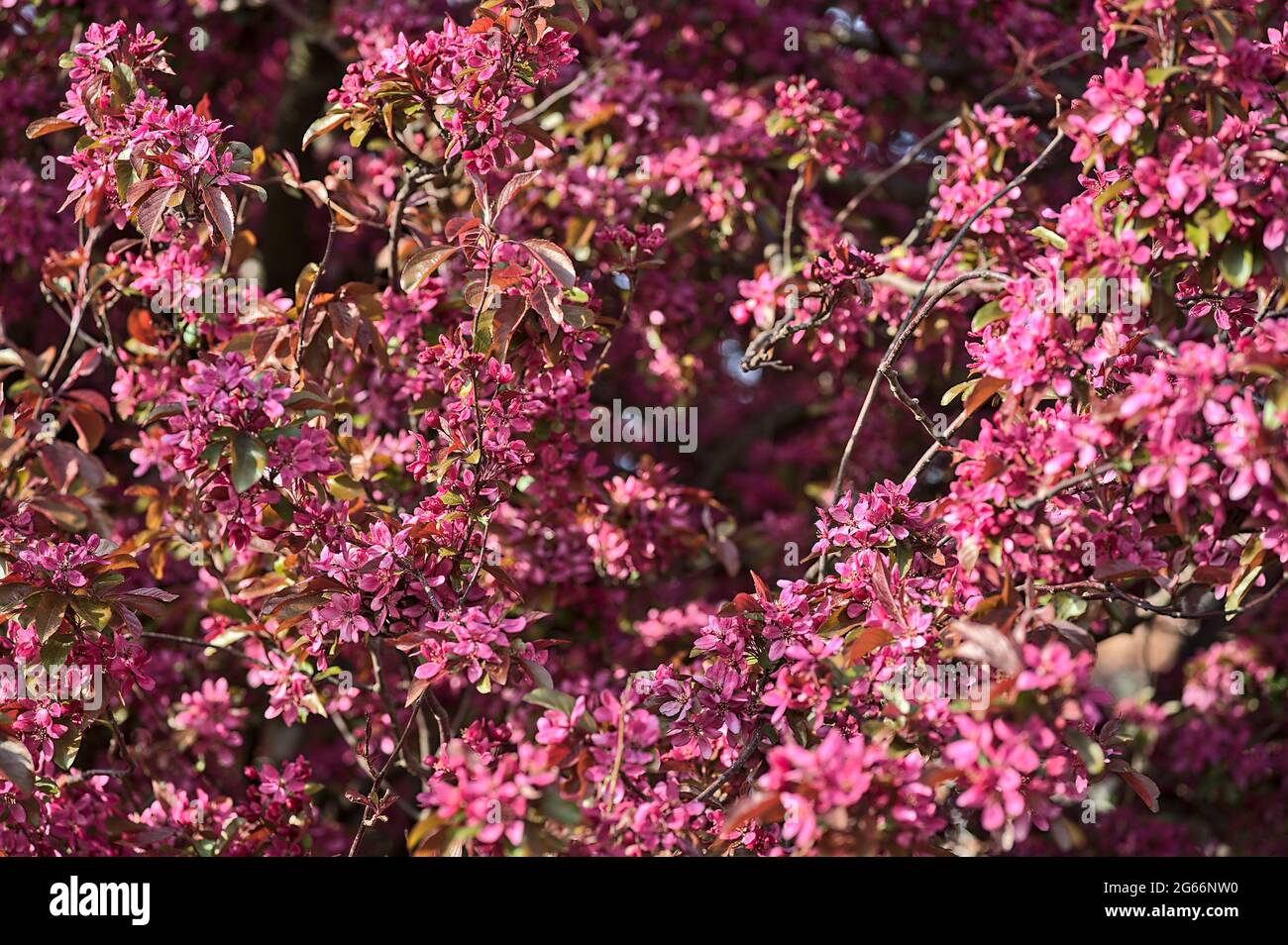 Page 3 Crabapple Trees High Resolution Stock Photography And Images Alamy