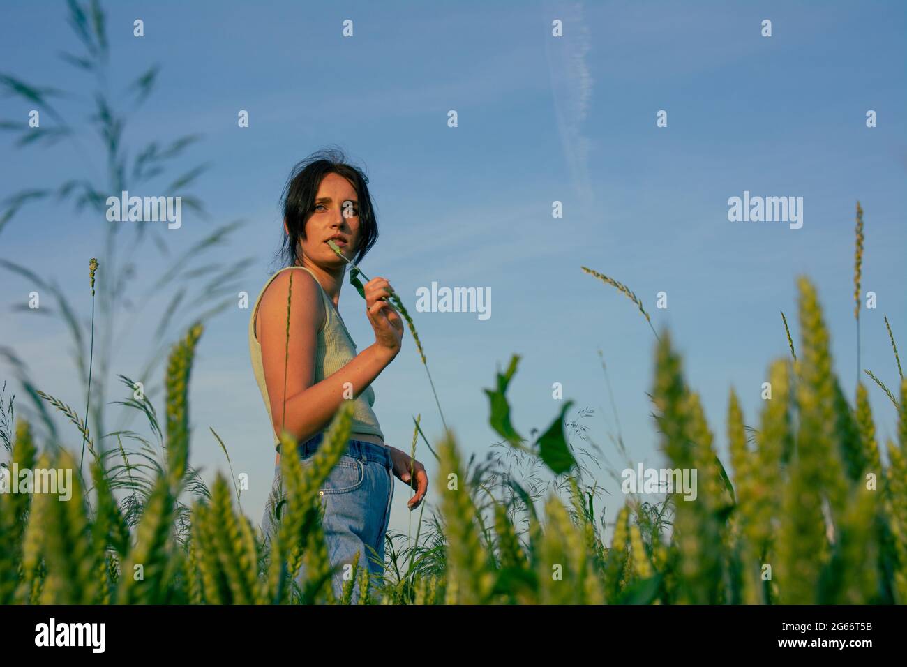 A beautiful girl poses in a wheat field against a blue sky Stock Photo ...
