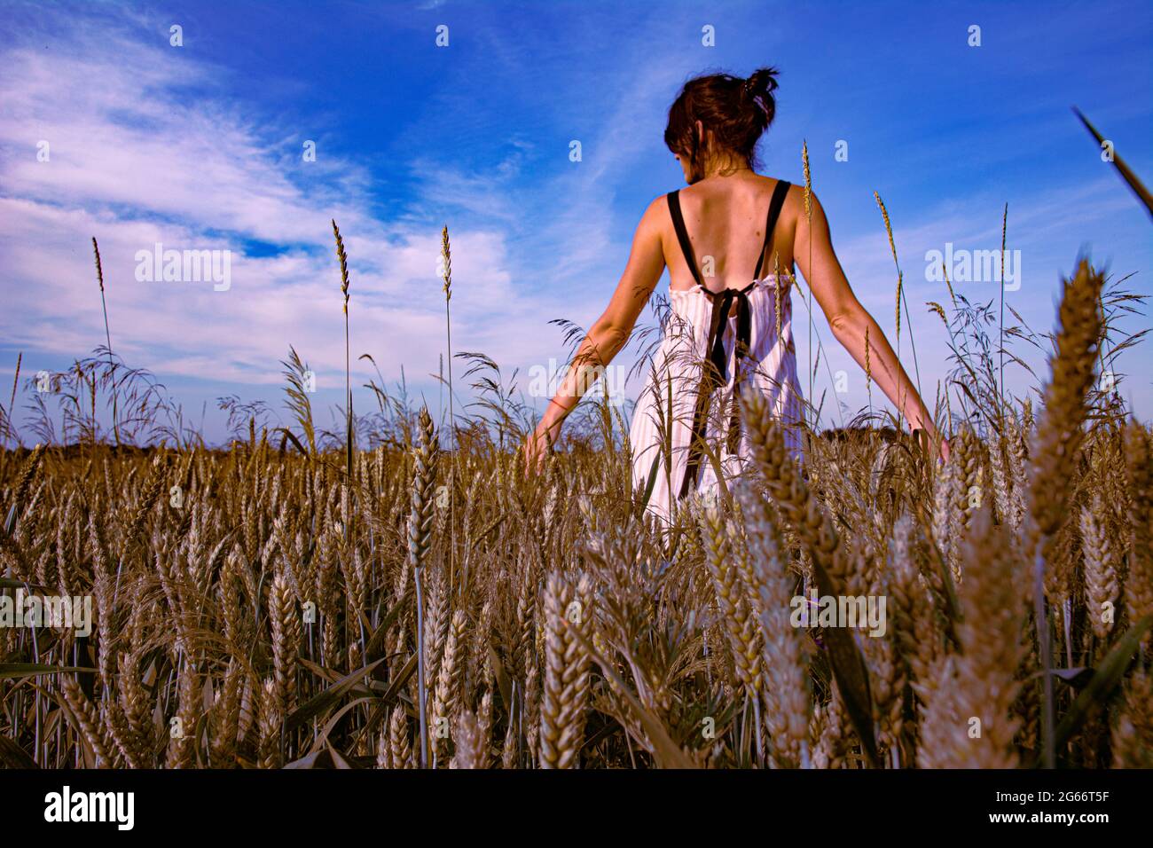 A beautiful girl poses in a wheat field against a blue sky Stock Photo ...