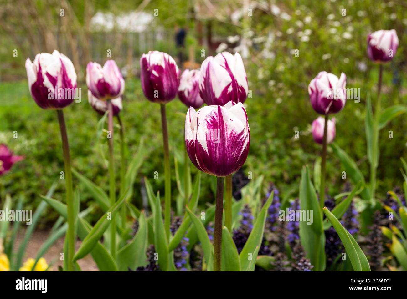 Triumph tulip in a public garden in Gothenburg with background off focus. Stock Photo
