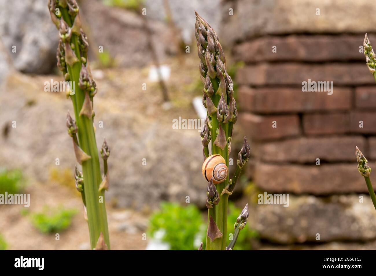 Snail on a asparagus stem (asparagus officinalis) with background off