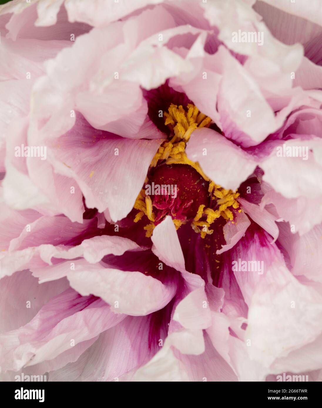 Awe inspiring Paeonia × suffruticosa 'Rimpo', peony 'Rimpo', tree paeony flower in close up Stock Photo