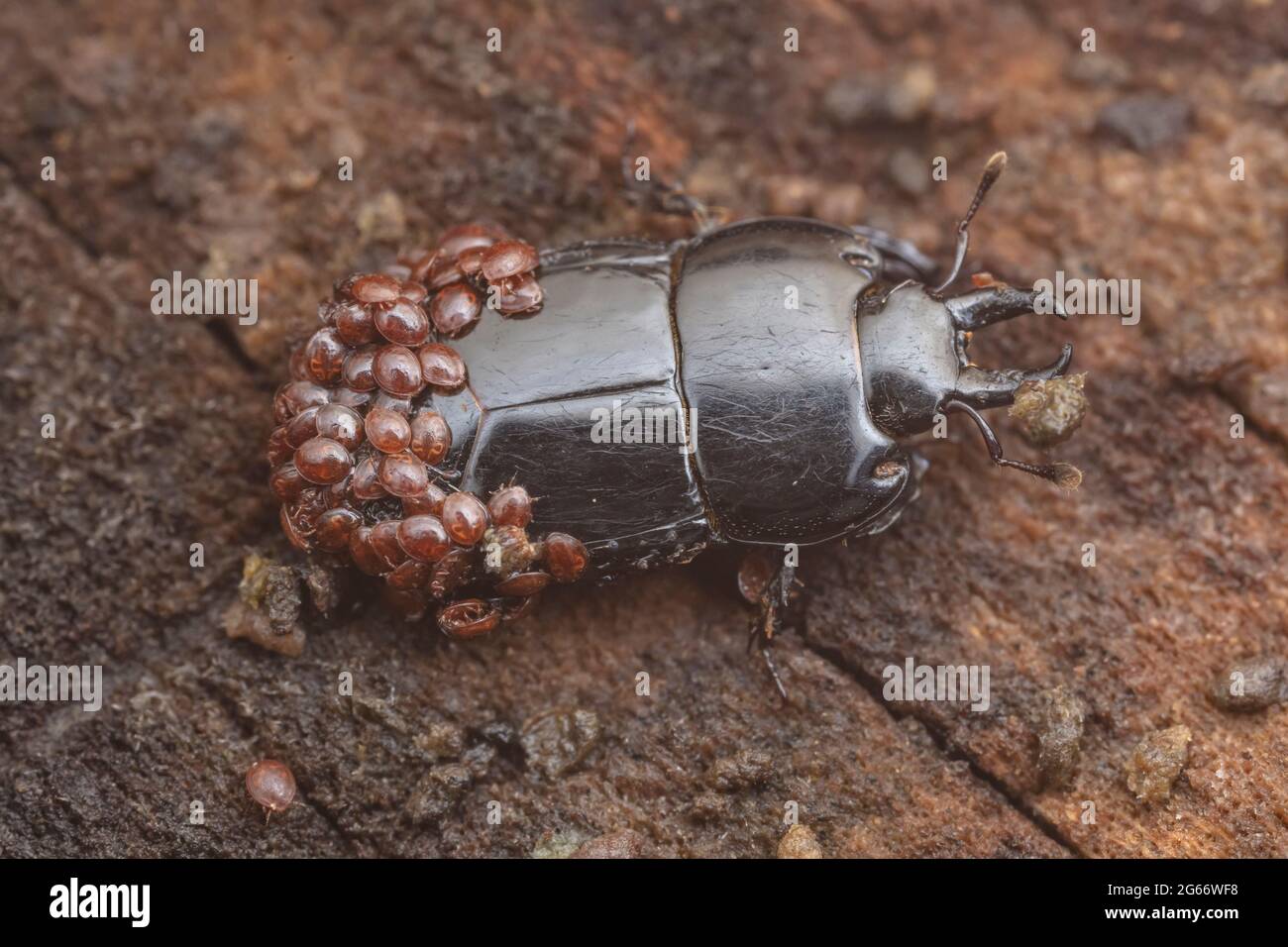 A Clown Beetle (Hololepta lucida) with phoretic mites. Stock Photo