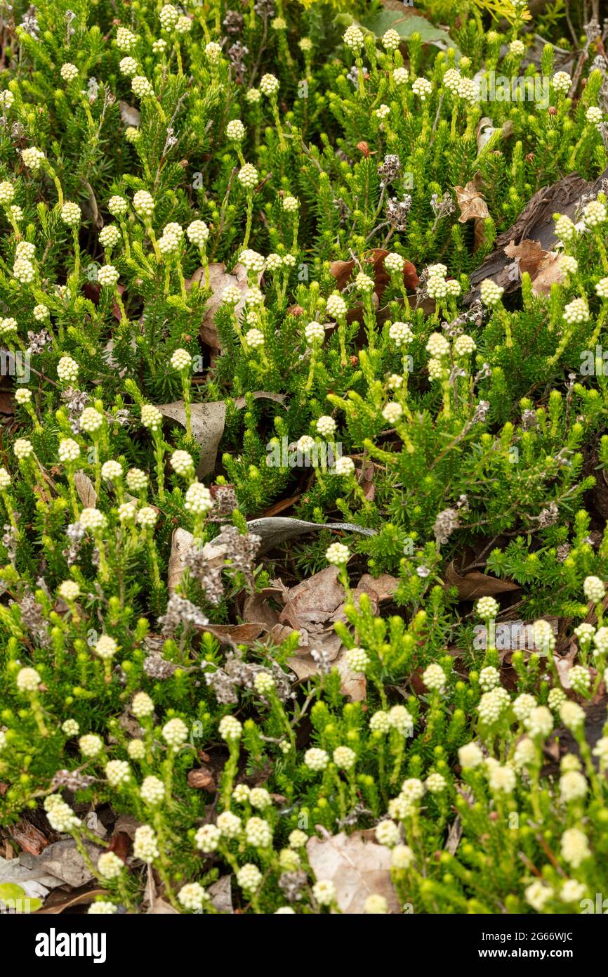 Close - up photograph of Erica Spiculifolia f. Albiflora Raika in flower Stock Photo