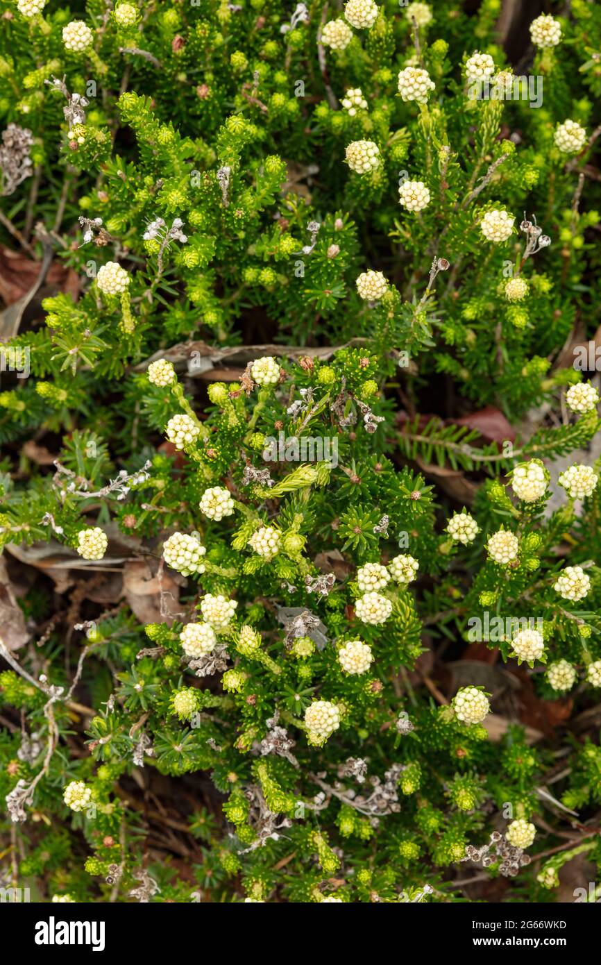 Close - up photograph of Erica Spiculifolia f. Albiflora Raika in flower Stock Photo