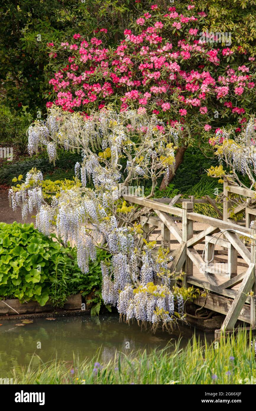 Flowering Wisteria twining over an ornamental bridge at Wisley Royal