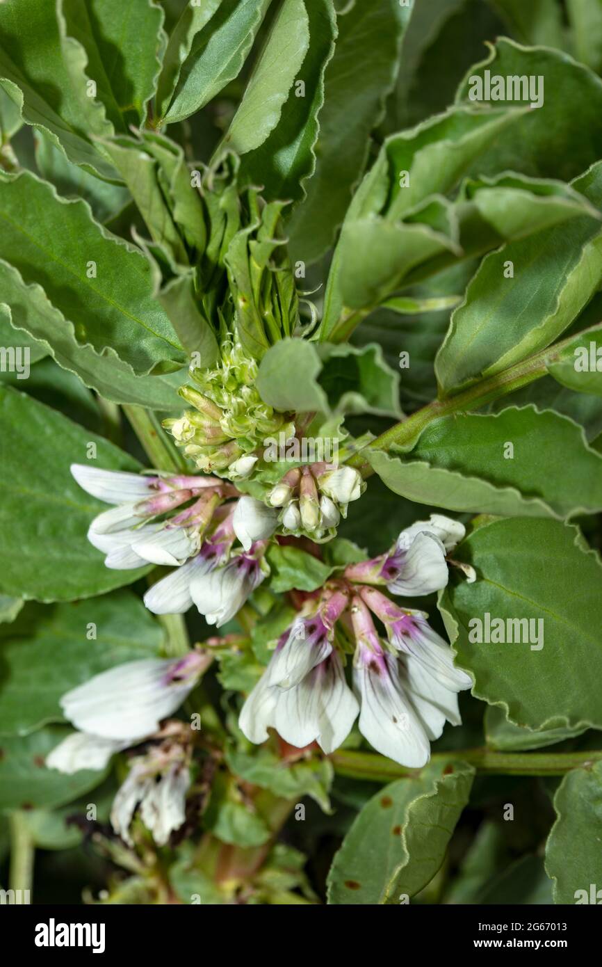 Dwarf broad beans hi-res stock photography and images - Alamy