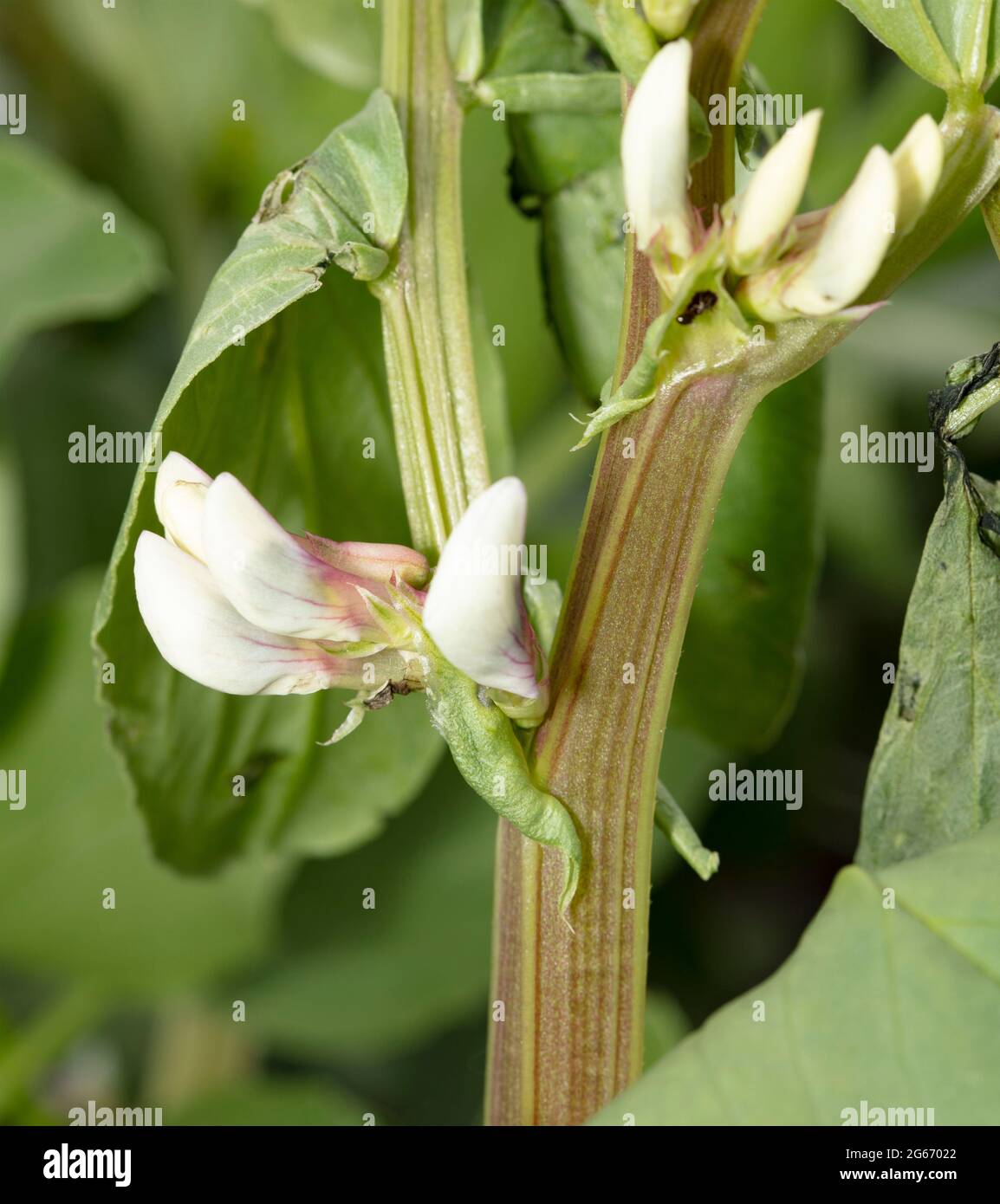 Close up flower of Broad Bean Aquadulce Claudia Stock Photo Alamy