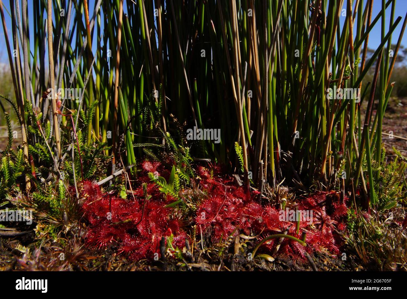 Bright red rosettes of the spoon-leaved sundew Drosera spatulata in swampy area on Tasmania Stock Photo
