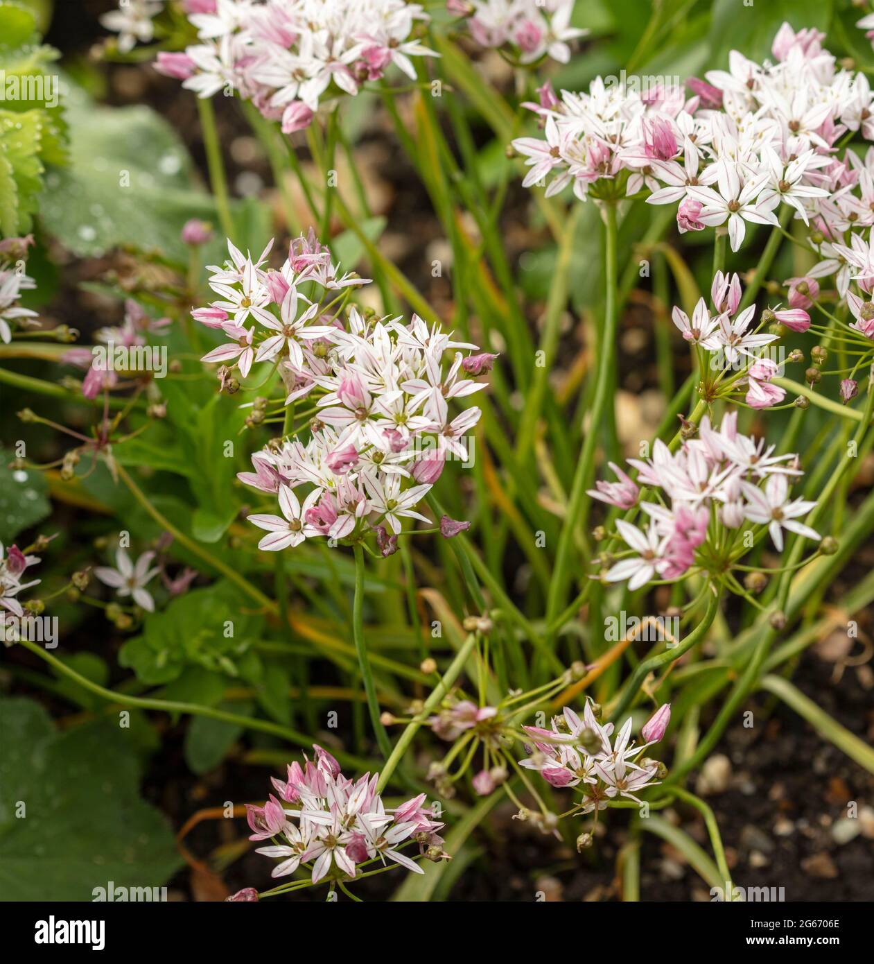 Prolific Allium ‘Caméléon, flowering. Close-up natural flower portrait Stock Photo
