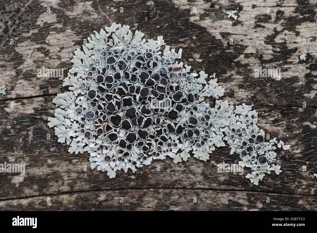 Lichen Physcia aipolia Stock Photo