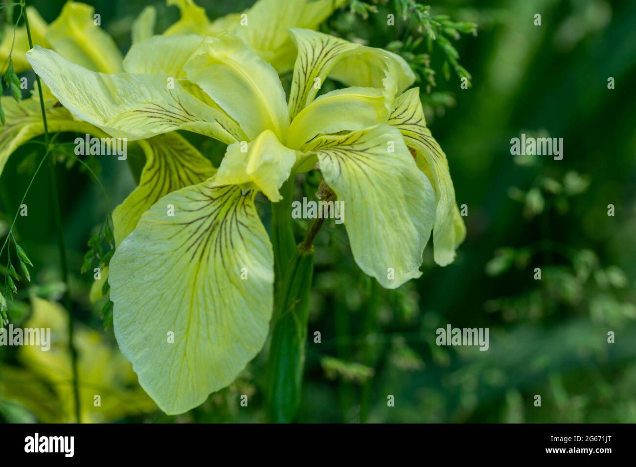 Yellow flag Iris Stock Photo