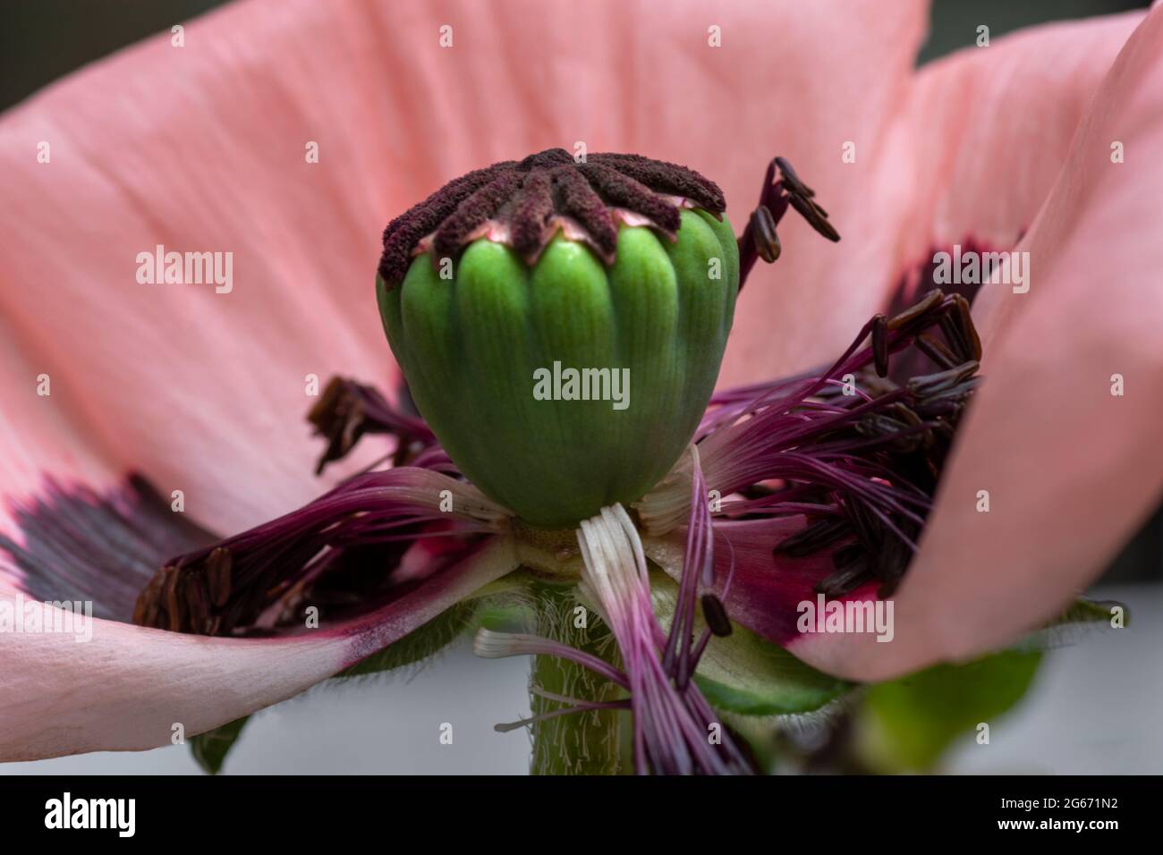 Large pink poppy seed head as it dies and drops its petals Stock Photo