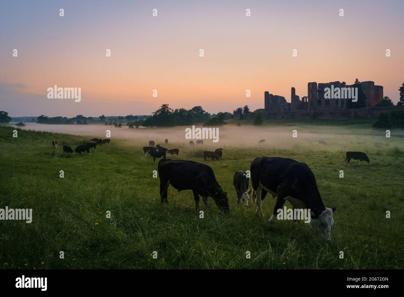 Cattle Grazing at Kenilworth Castle on a misty evening in Warwickshire, UK Stock Photo