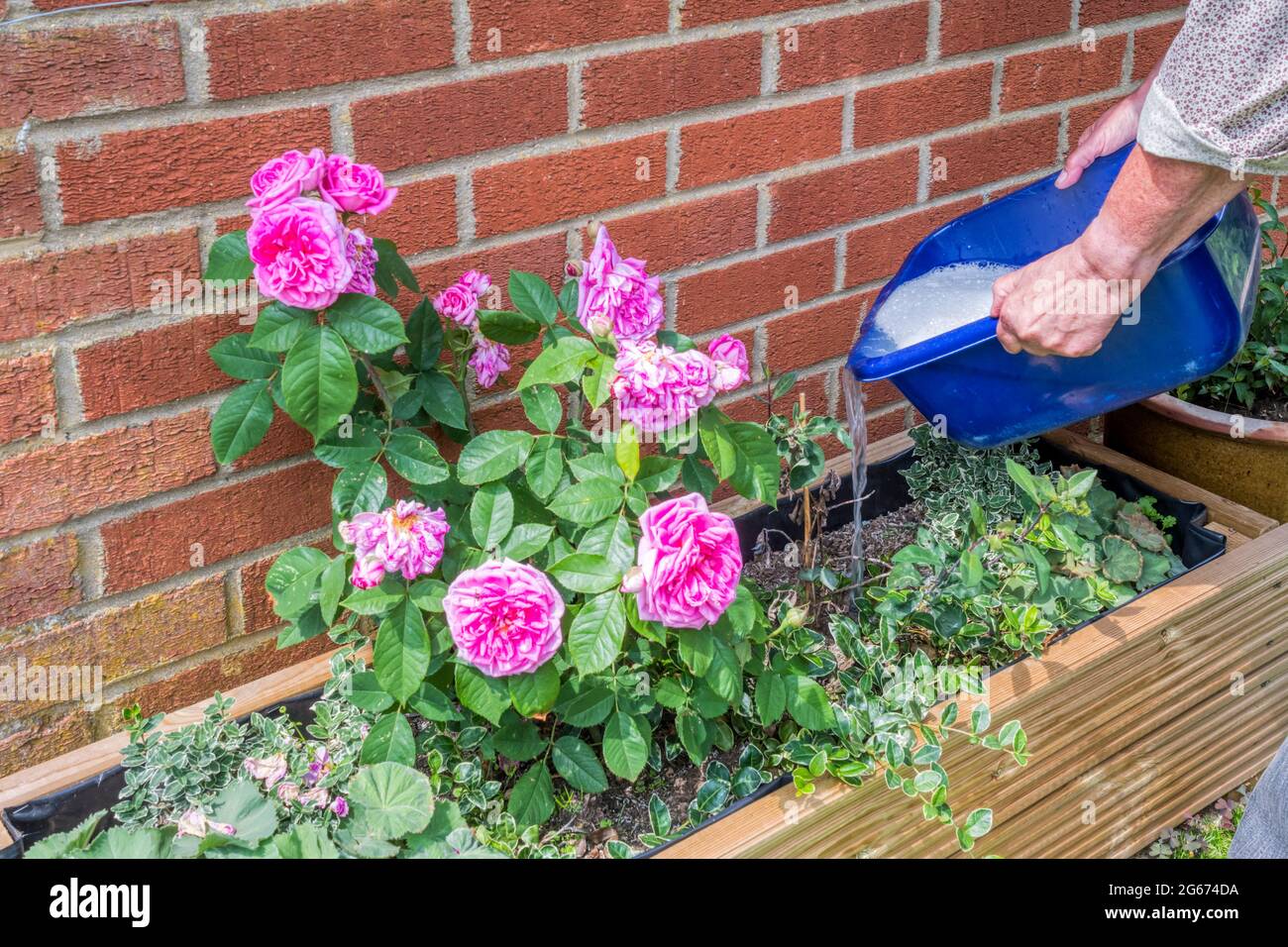 Woman using waste grey water to irrigate 'Gertrude Jekyll' shrub rose in her garden. Stock Photo