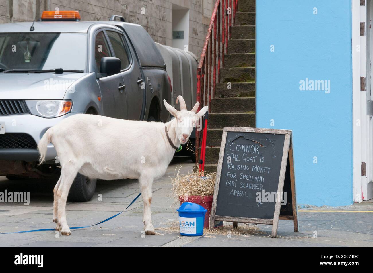Connor the Goat in Lerwick fundraising for the Shetland MRI Scanner appeal. Stock Photo