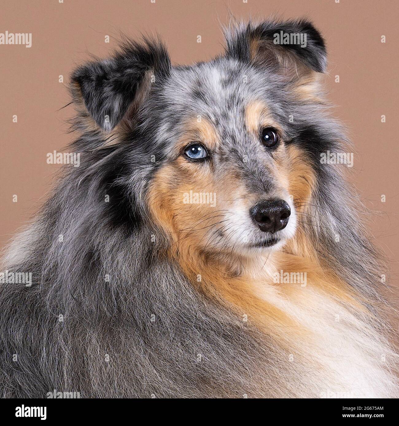 3,920 Lassie Stock Photos - Free & Royalty-Free Stock Photos from Dreamstime