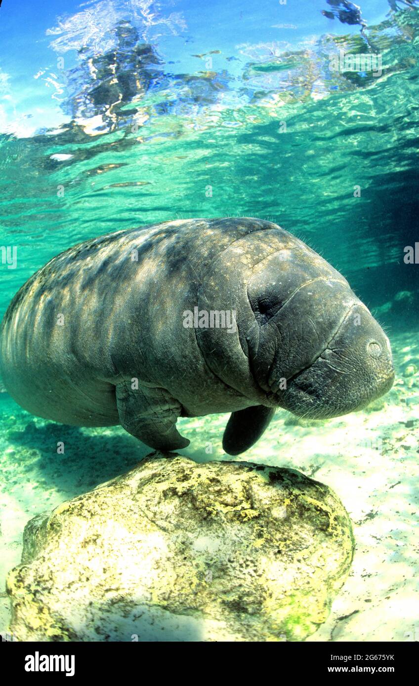 West Indian manatee, Crystal River, Florida Stock Photo - Alamy