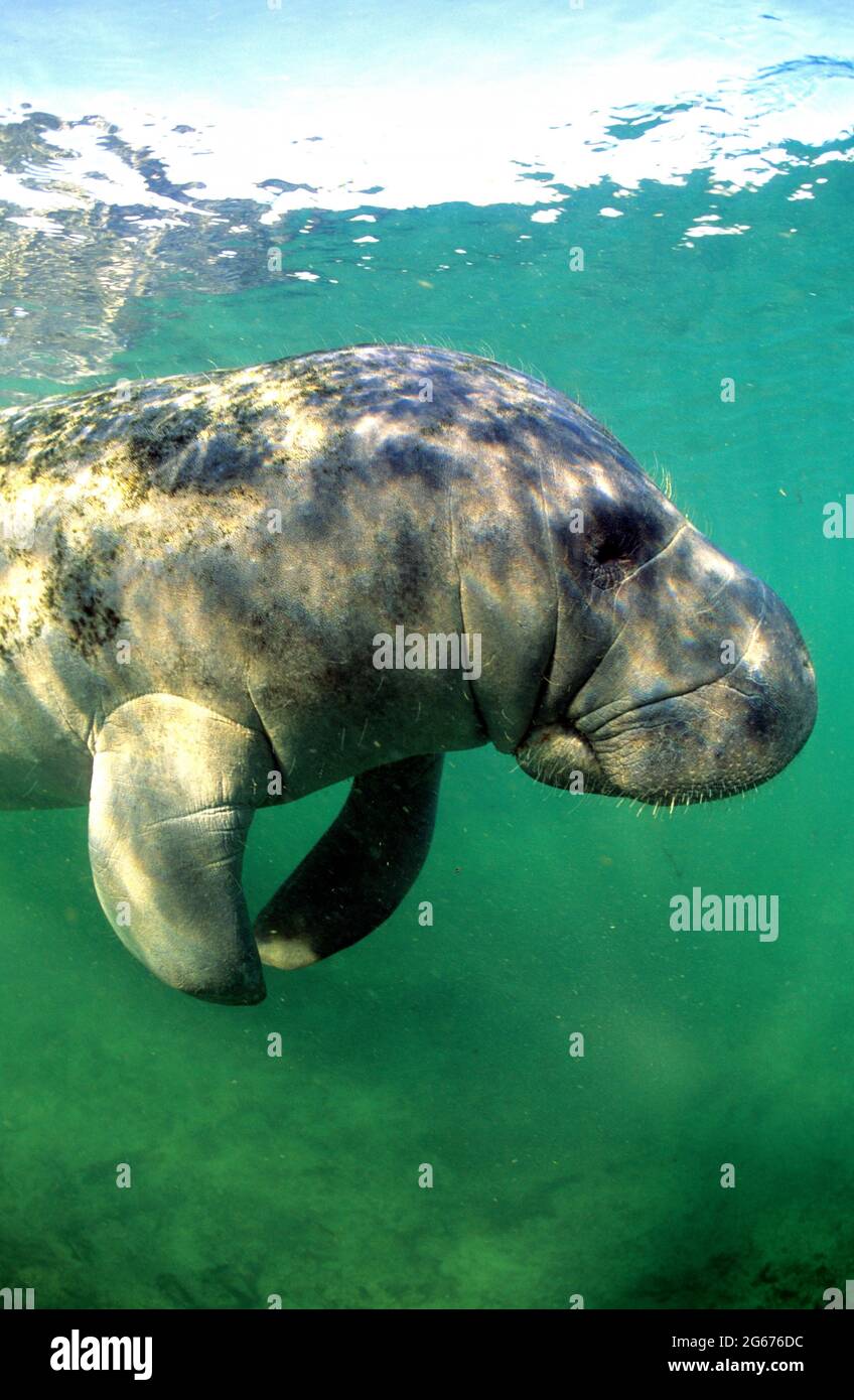 West Indian manatee, Crystal River, Florida Stock Photo - Alamy