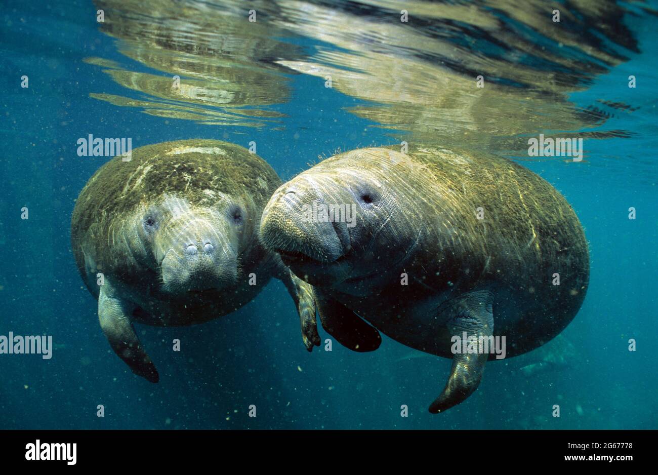 Two West Indian manatees, Crystal River, Florida Stock Photo - Alamy