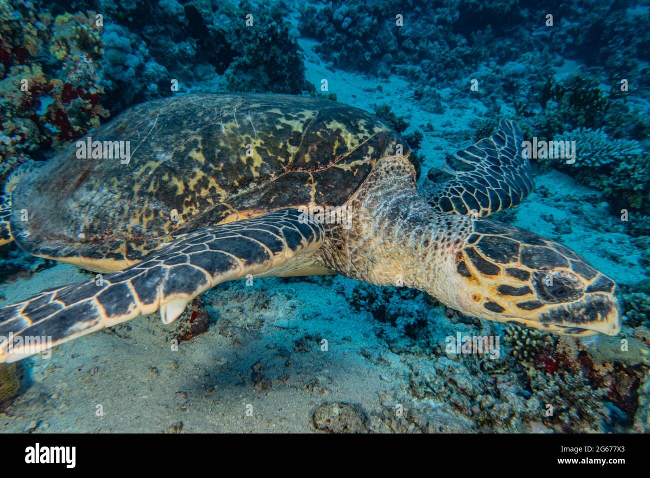 Hawksbill sea turtle in the Red Sea, Dahab, blue lagoon Sinai Stock ...