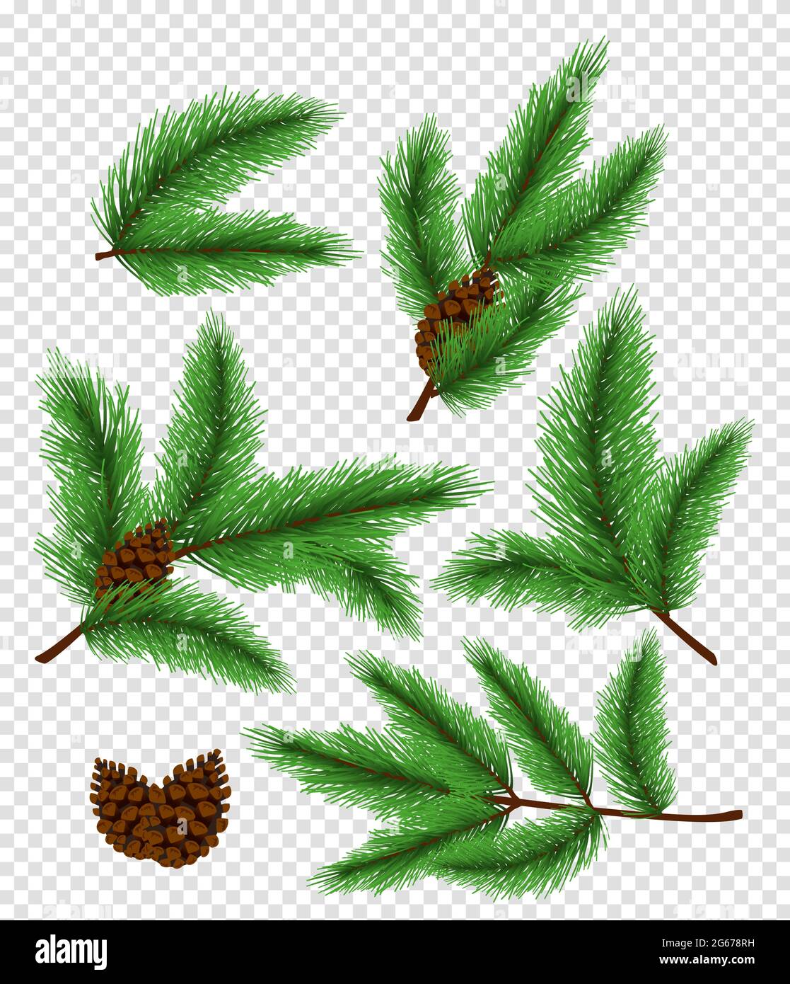 Vector illustration set of bright green color pine and spruce, fir branches on transparent background. Stock Vector