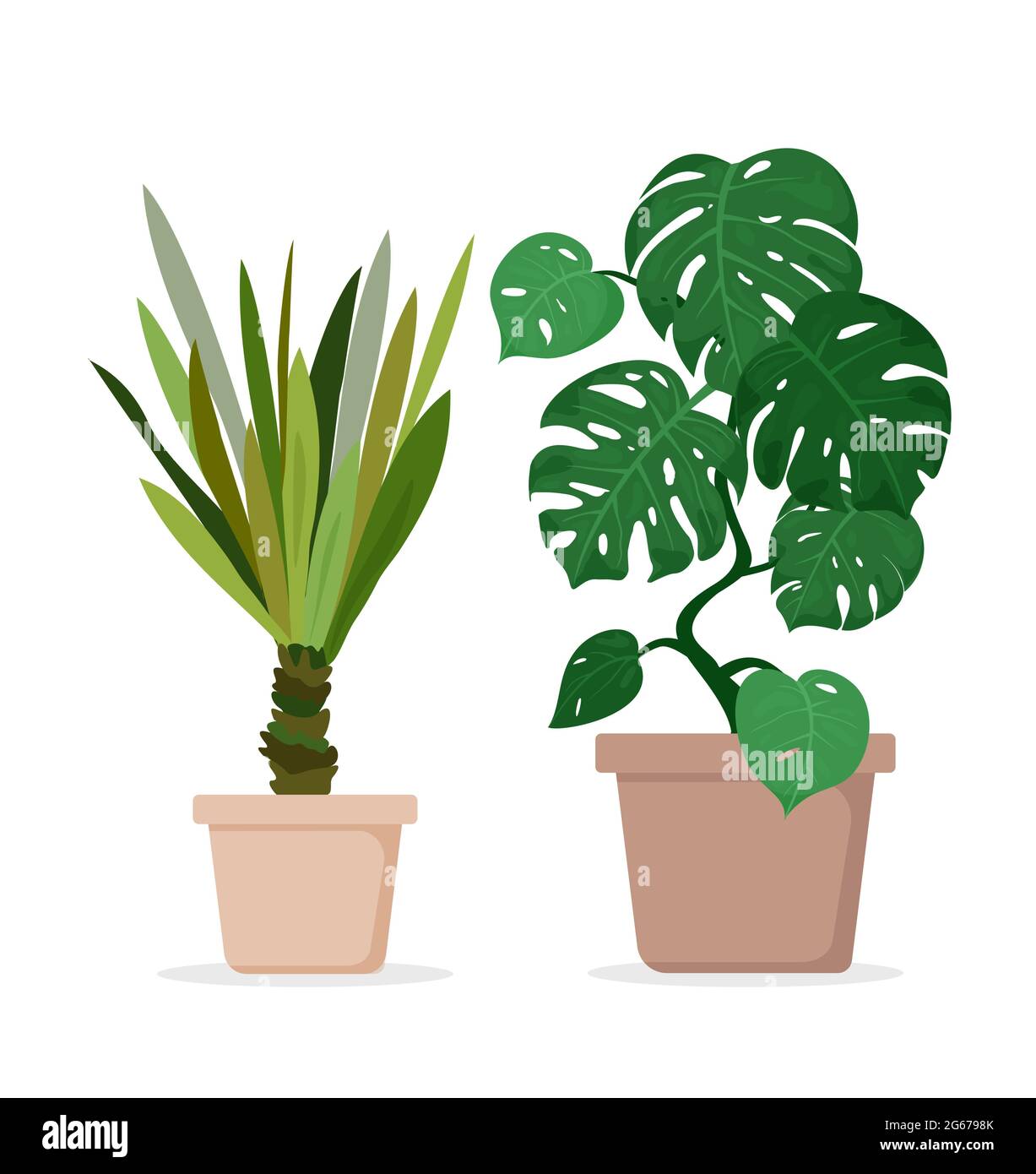 Vector illustration of green monstera and palm house plants in pots isolated on white background in flat cartoon style. Stock Vector