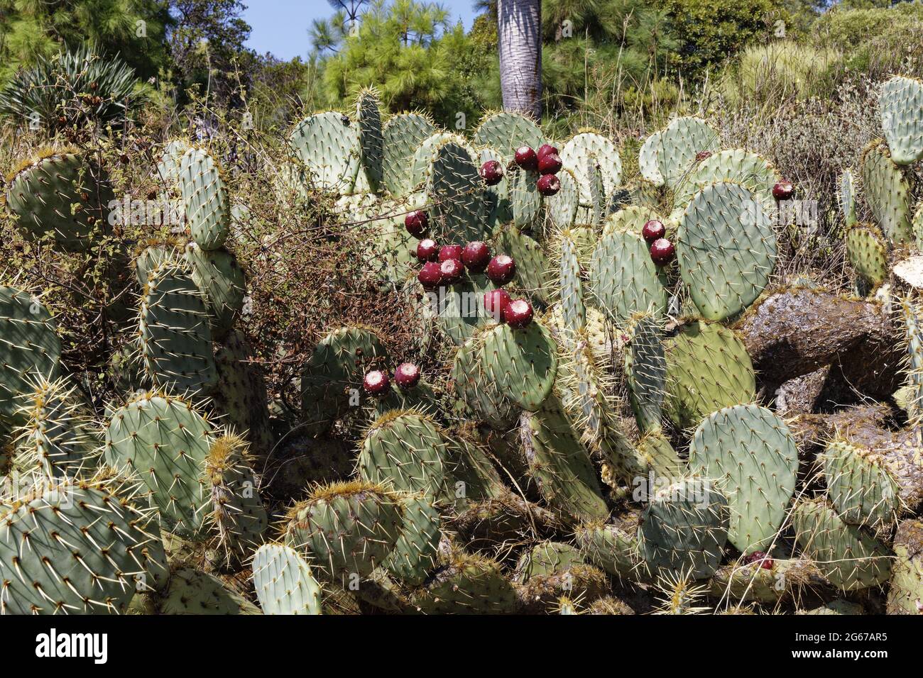 Le Rayol-Canadel, France. 16th Sept, 2020. Prickly pears on September 16, 2020 in Le Rayol-Canadel, France. Stock Photo