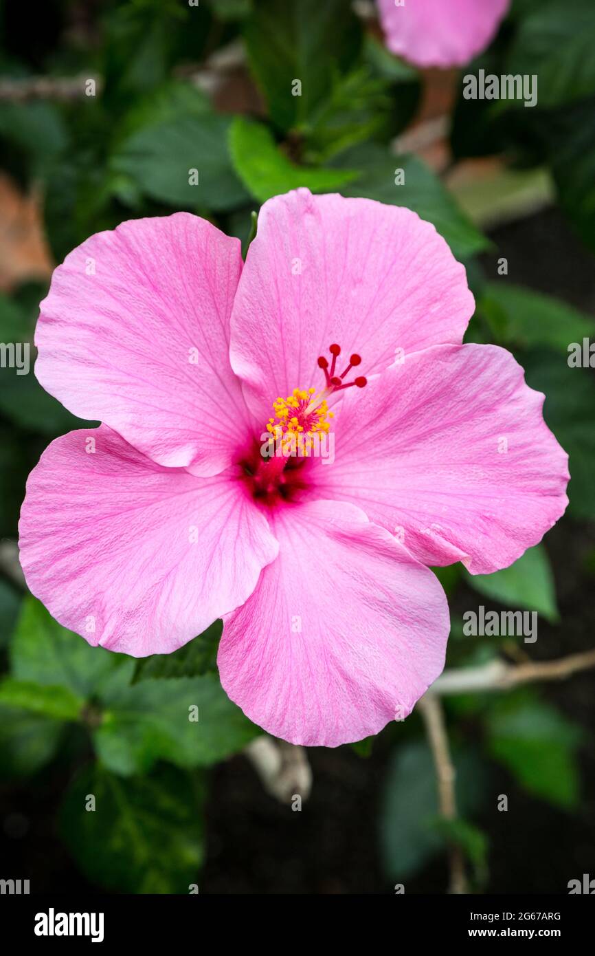 Hibiscus pink garden hi-res stock photography and images - Alamy