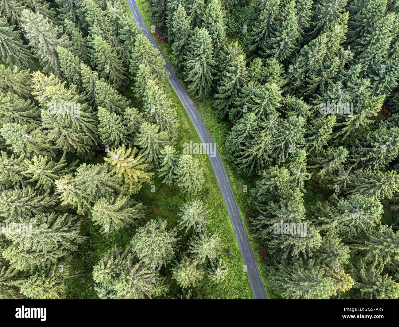 Landscape with conifers and road from above Stock Photo