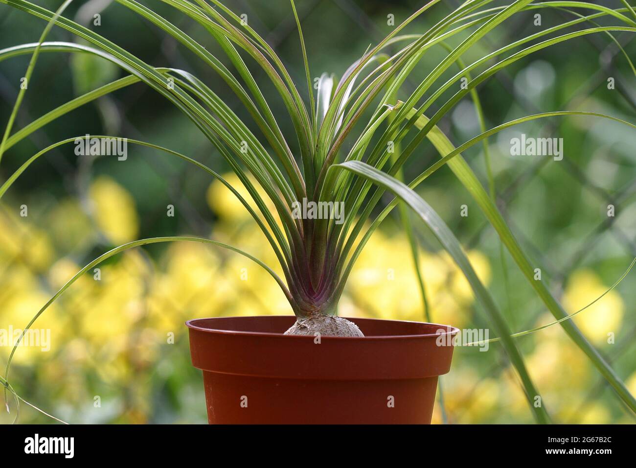 Nolina or Pony-tail palm. Indoor plants outdoors outside Stock Photo