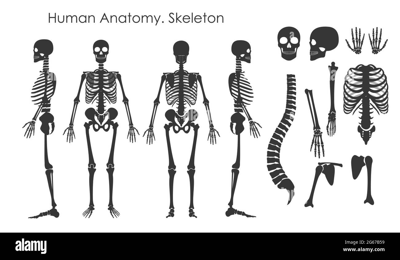 Vector illustration set of human bones skeleton in silhouette style isolated on white background. Human anatomy concept, skeleton in different Stock Vector