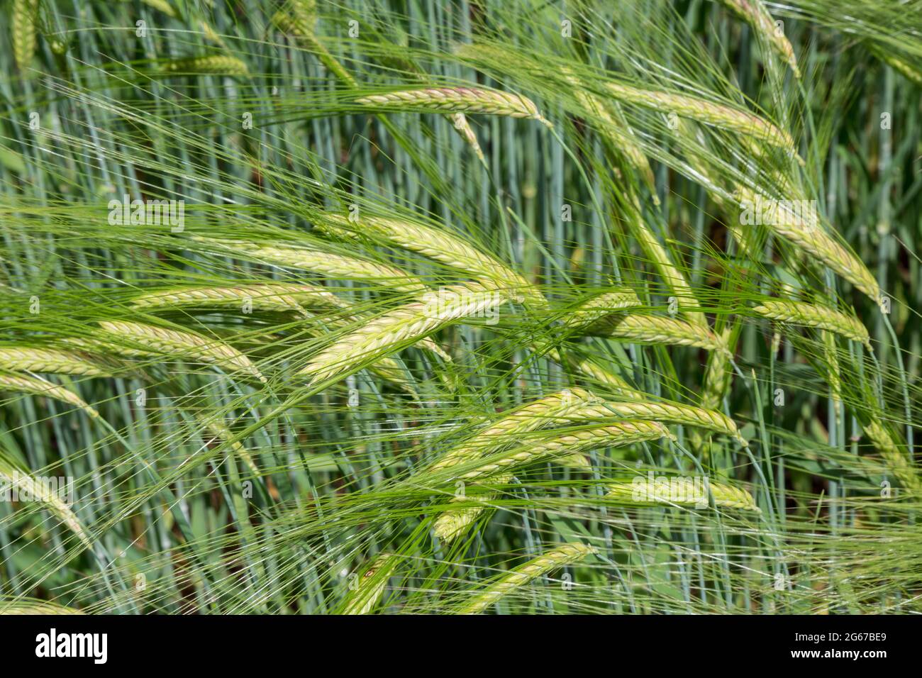 Wayne, Pennsylvania, USA.  Malted Barley blowing in the wind. (hordeum vulgare). Stock Photo